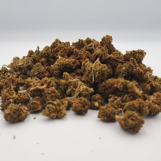 Little tangie - Jacksonville