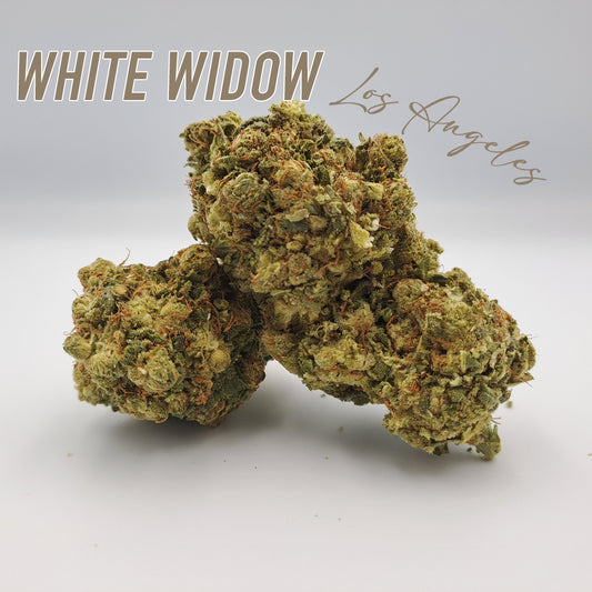 Pack White widow X Small bud