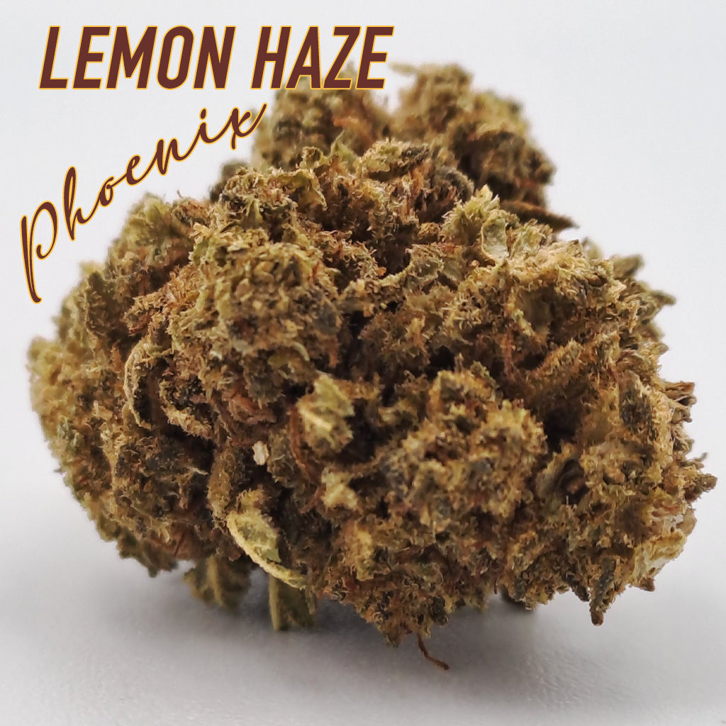 Pack Lemon Haze X Small bud