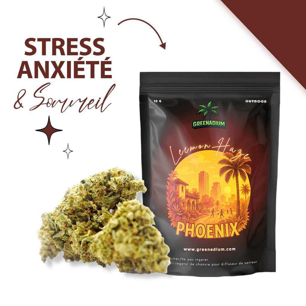 Lemon haze - Phoenix