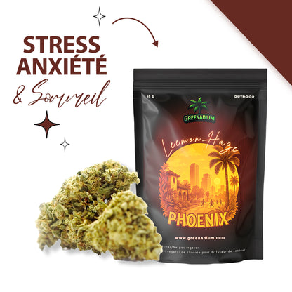 Lemon haze - Phoenix
