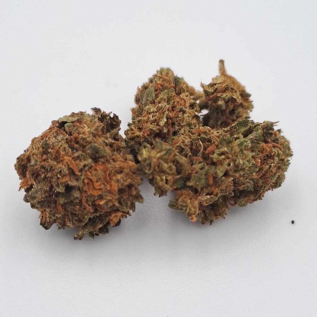 Little tangie - Jacksonville