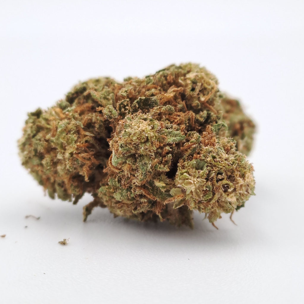 Shiva skunk - Dallas